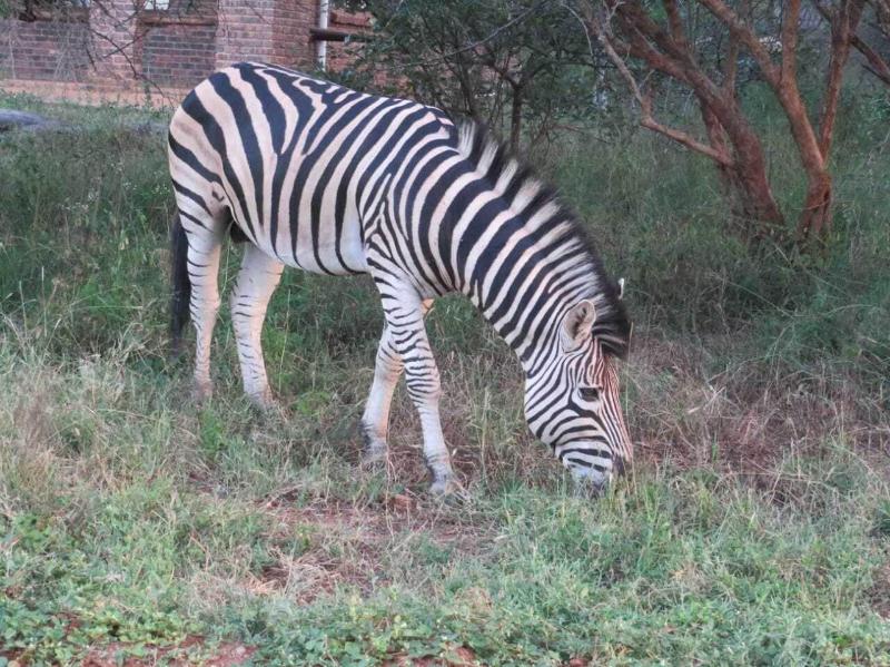 Kruger Maroela Lodge image