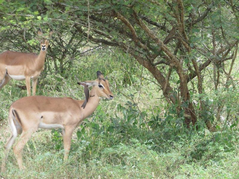 Kruger Maroela Lodge image
