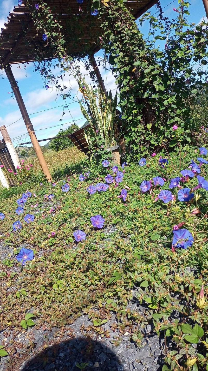 Pousada Flores De Ipa image