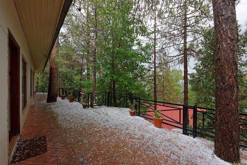 Arcadian Blue Pines image