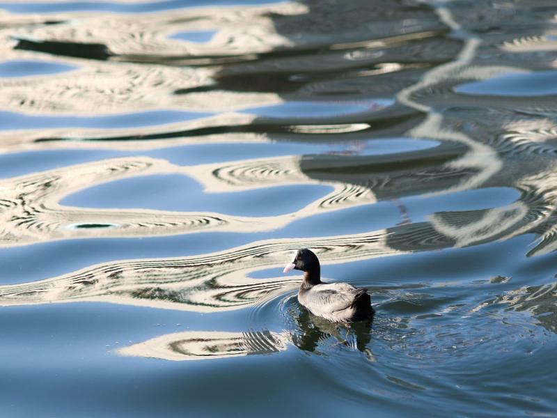Petals Tokyo Floating Hotel image