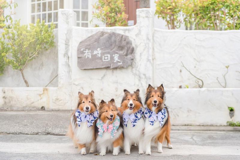 H Pet Taitung Homeabout image