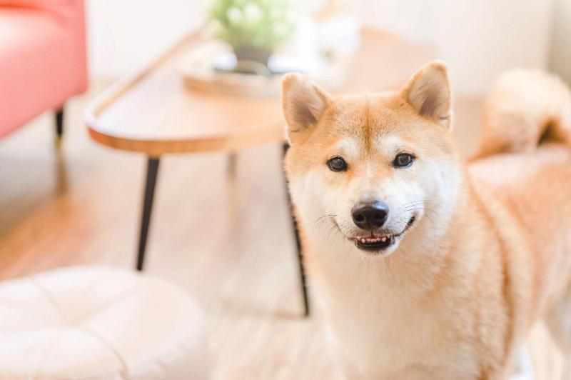 H Pet Taitung Homeabout image