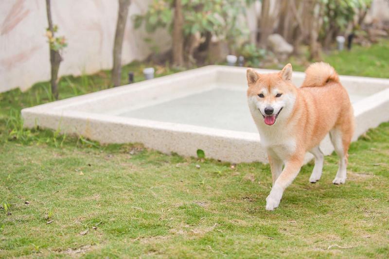 H Pet Taitung Homeabout image