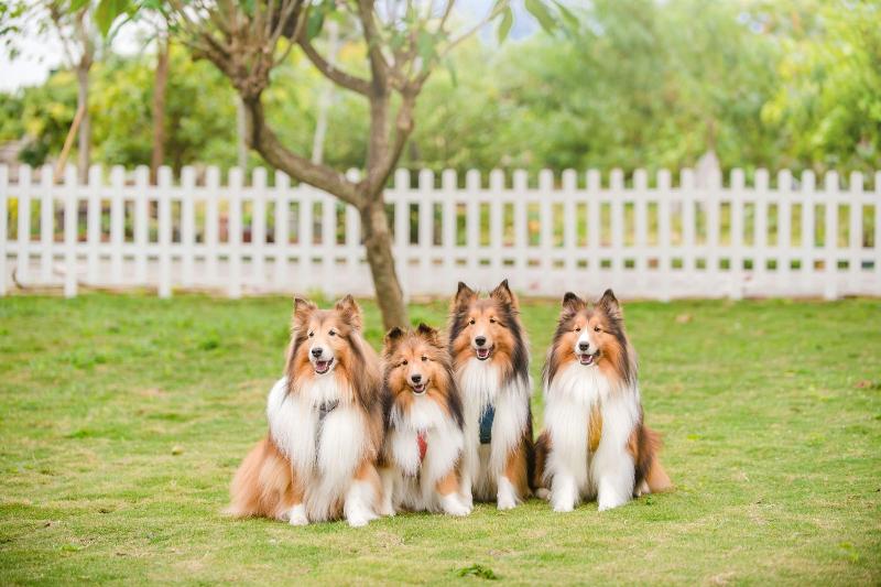 H Pet Taitung Homeabout image
