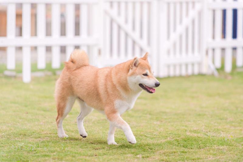 H Pet Taitung Homeabout image