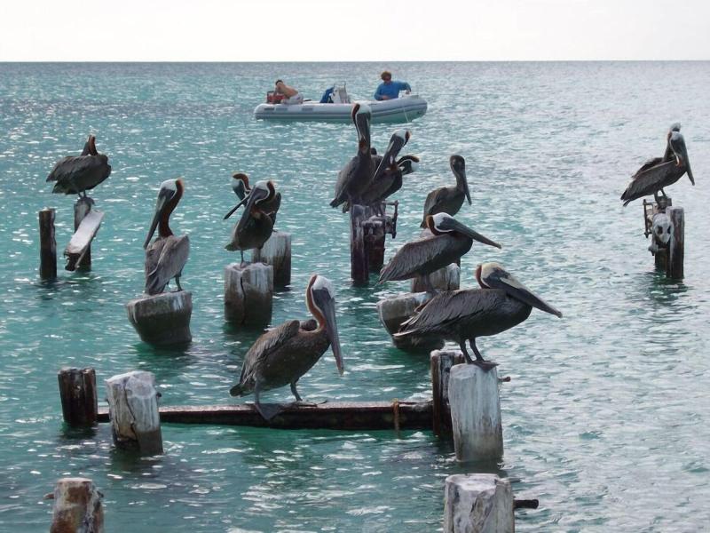 Posada Acuario image