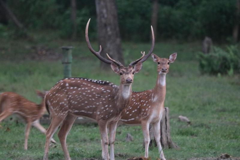 Hotel National Park image