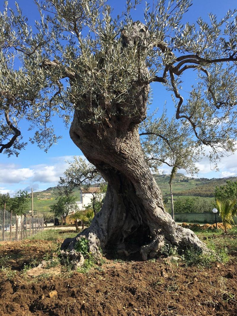 Dea Degli Ulivi House image