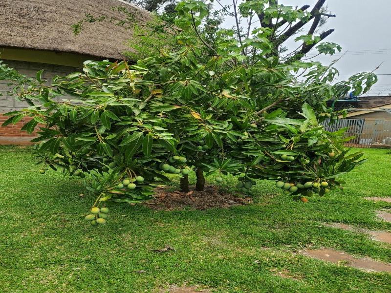 Edaala Comfort image