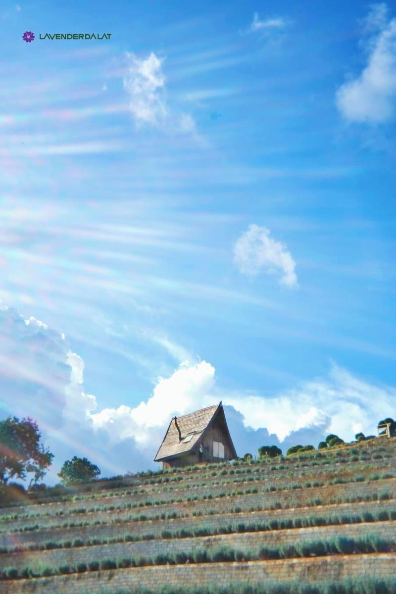 Lavender Dalat image