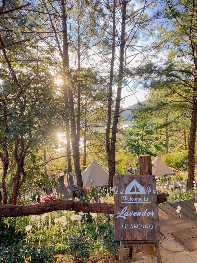 Lavender Dalat image