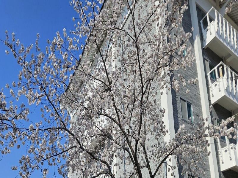 Gyeongju H Avenue Hotel Bulguksa image