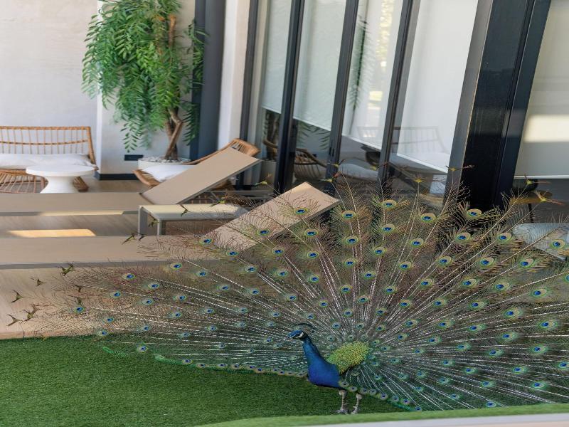 Epic Tamarindo Boutique Hotel image