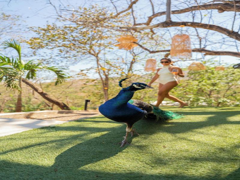 Epic Tamarindo Boutique Hotel image