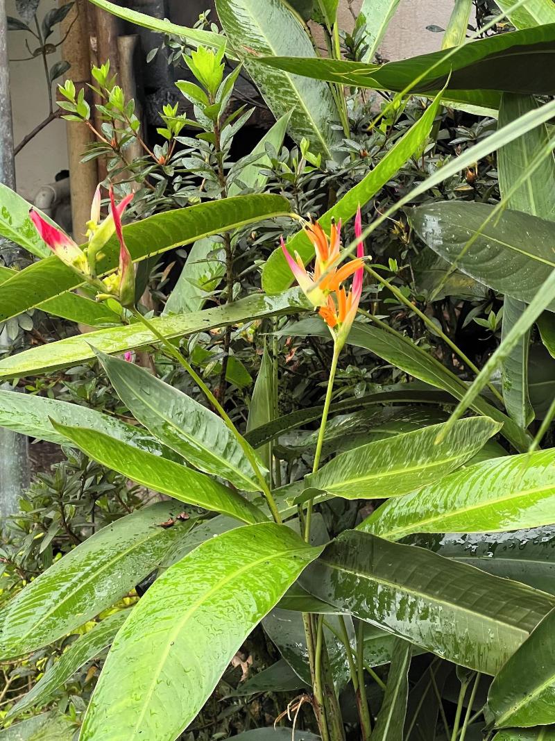 Subtropica Premium Suites Mindo