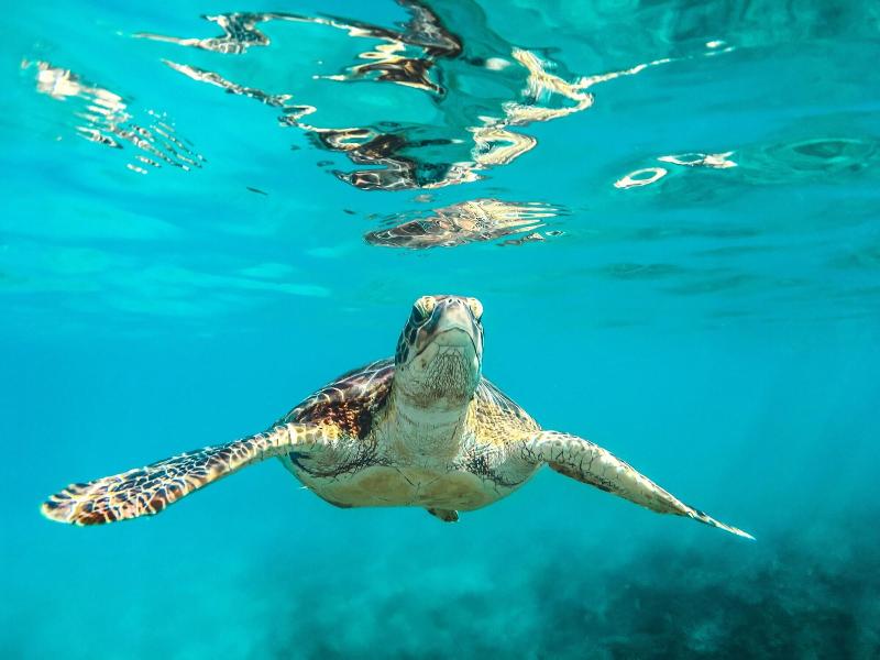 Howzit Hostels Hawaii image