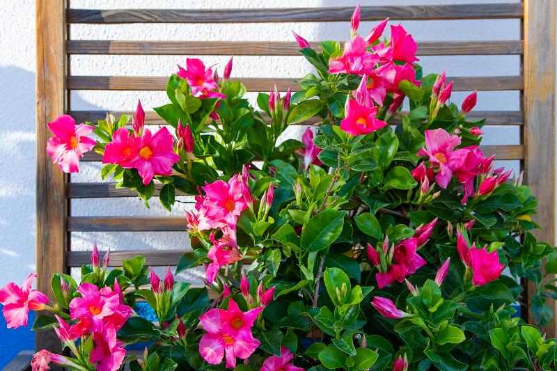 4Ever Palace Design&Nature image