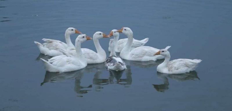 Lake Twenty Thousand Farm Retreat image
