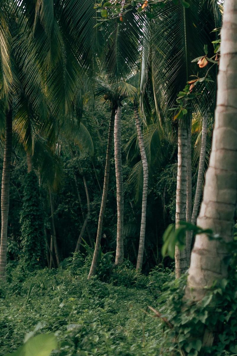 Magic Greeen Tayrona image