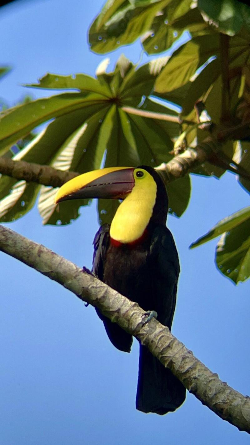 Arenal Monara image