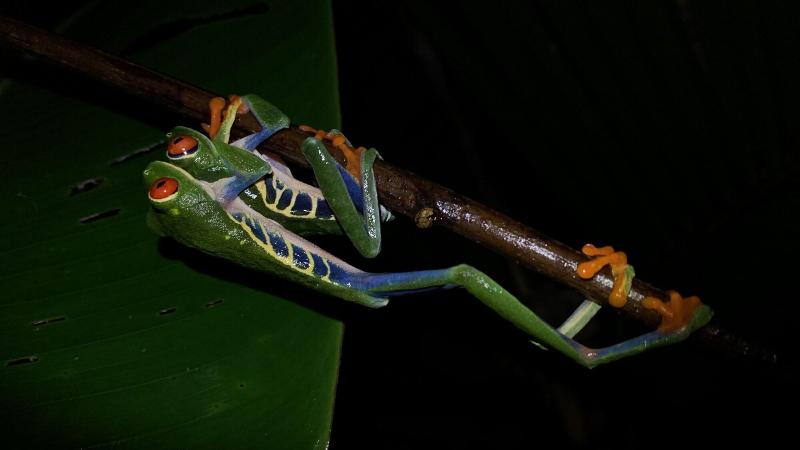 Arenal Monara image