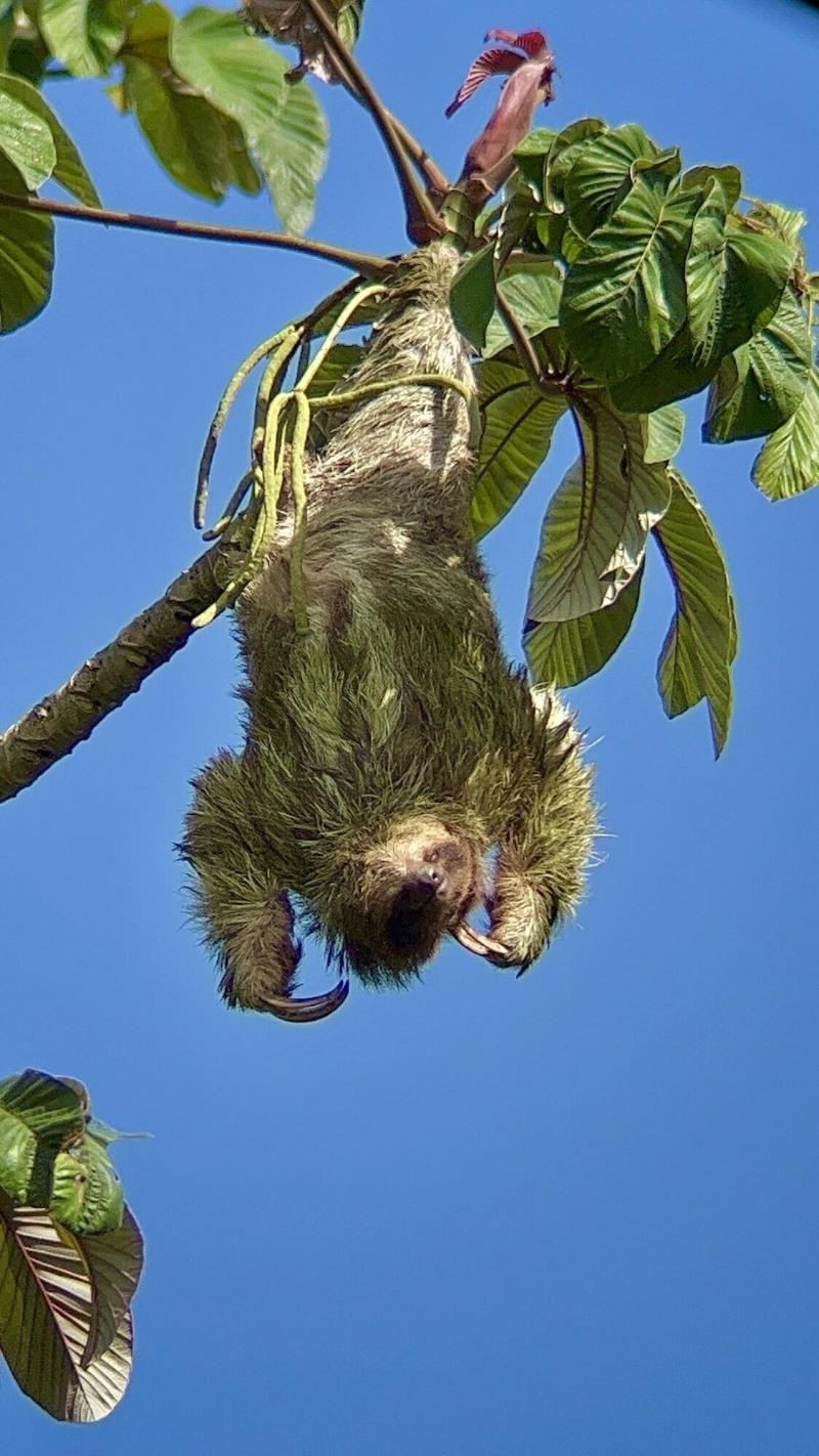 Arenal Monara image