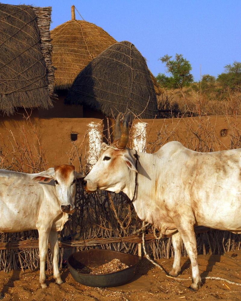 Manva R Kumat Thar Serenity Camp — view