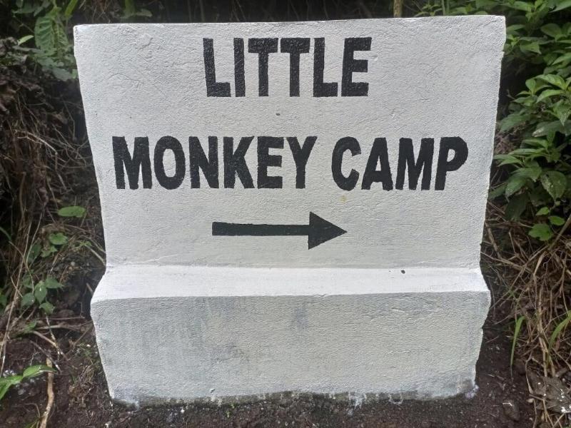 Little Monkey Camp