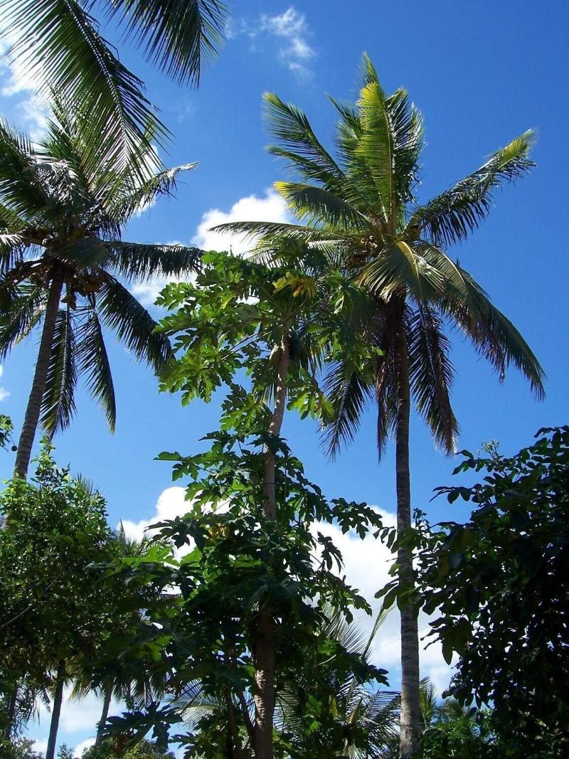 Blue Moon Beach Holiday Resort image