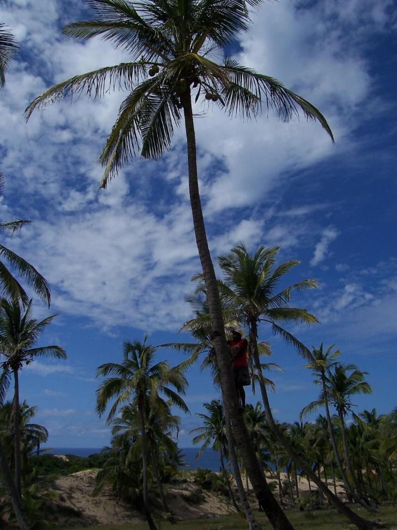 Blue Moon Beach Holiday Resort image