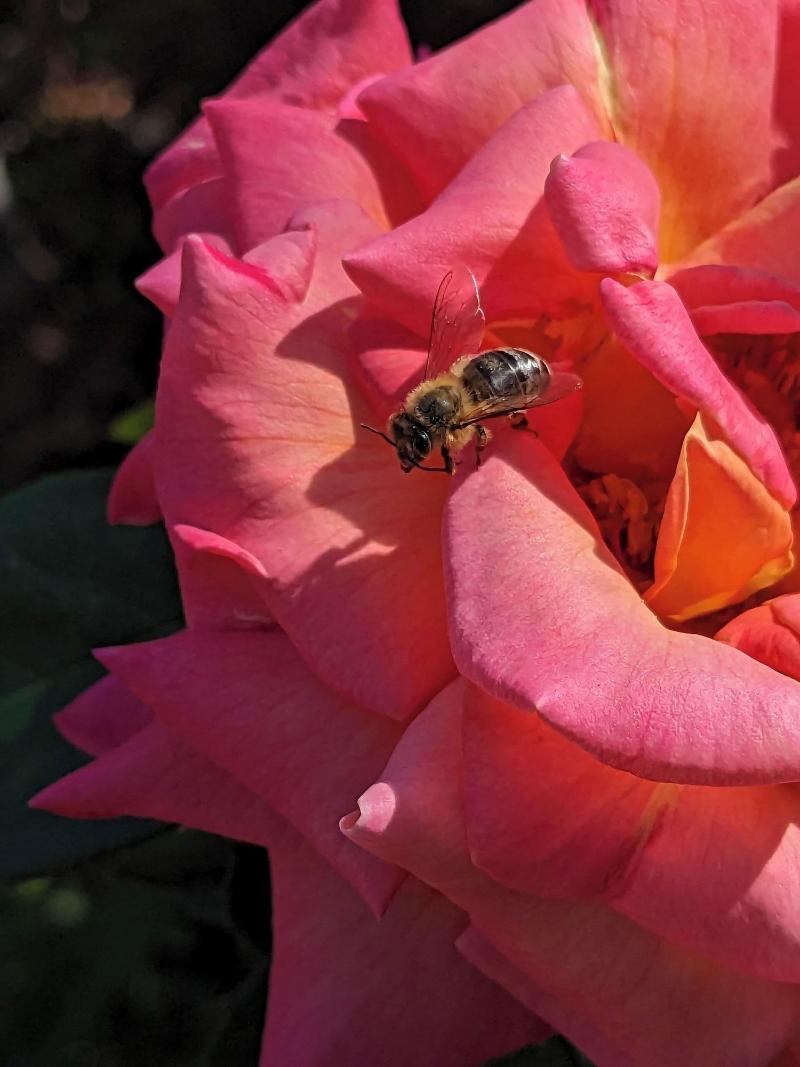 Los Gatos Garden Inn Hotel image