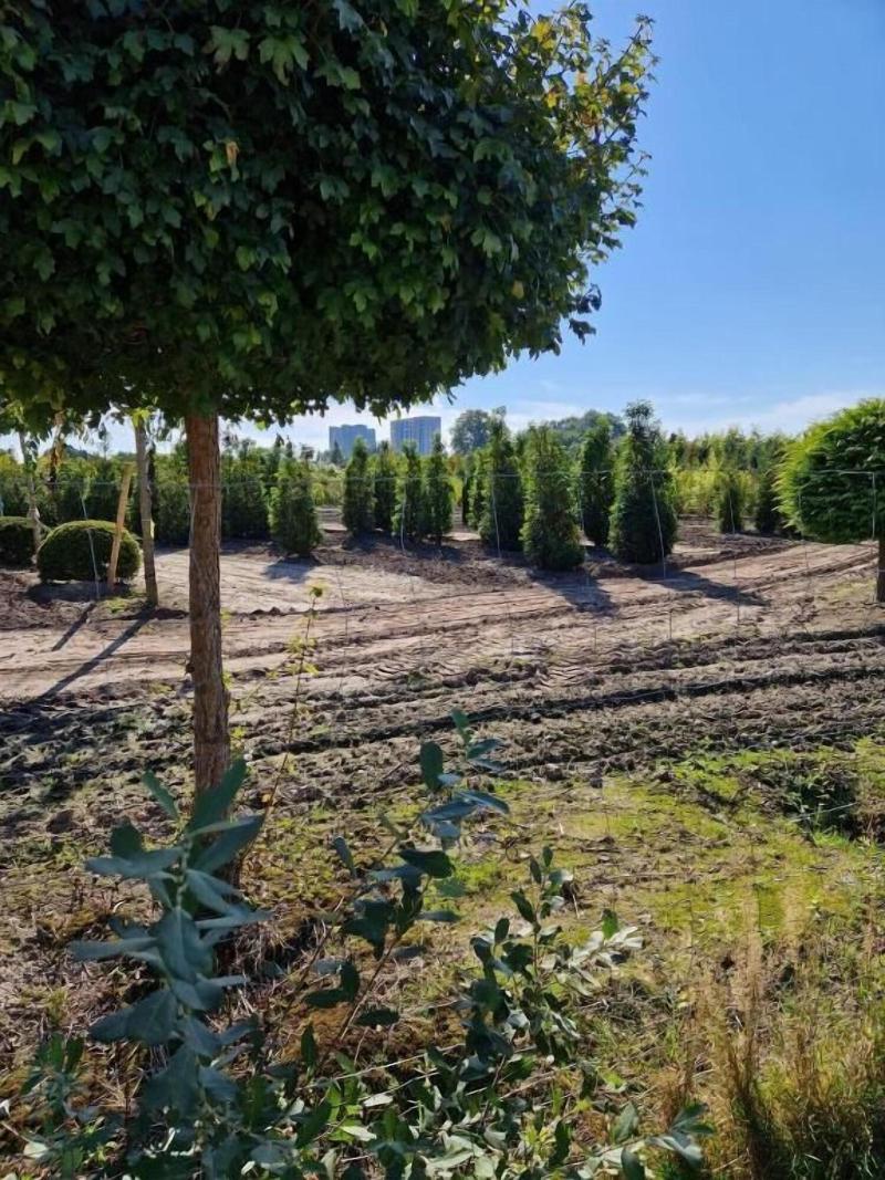 Hotel Thesdorfer Hof