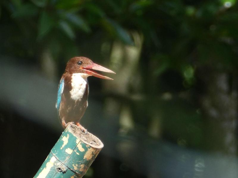 Bakau Hijau Riverlodge Hostel image