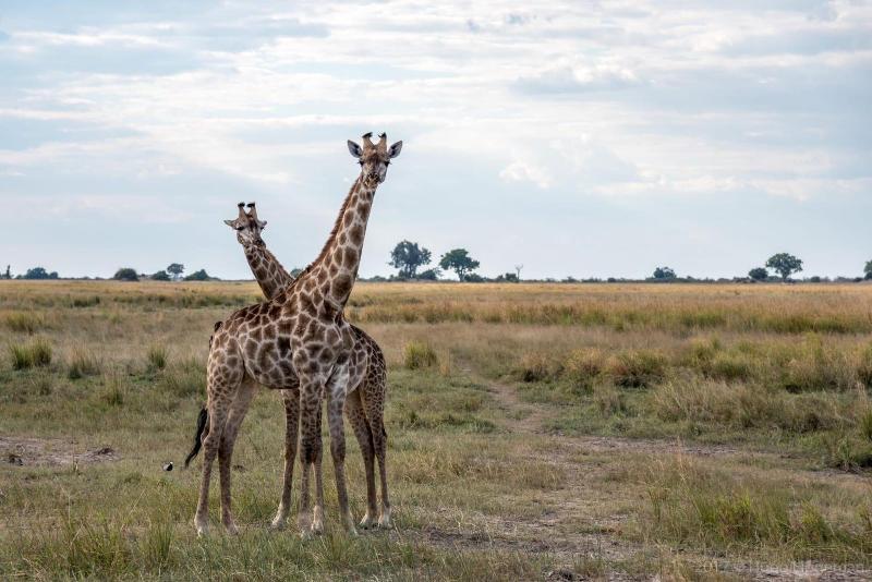 Woodlands Lodge Tours image