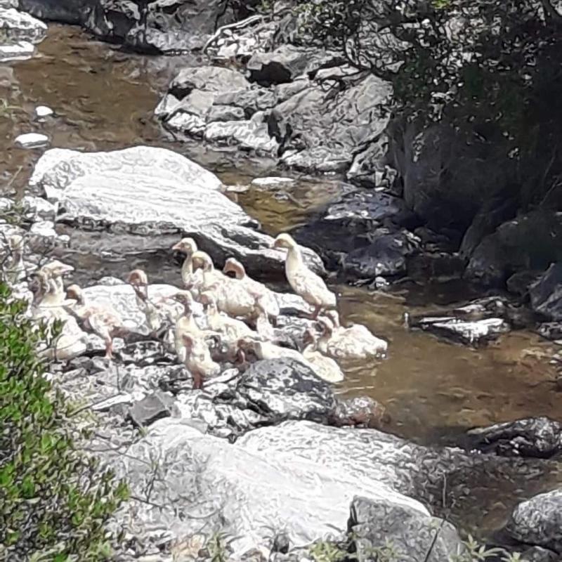 Durusu Ciftlik Evleri image