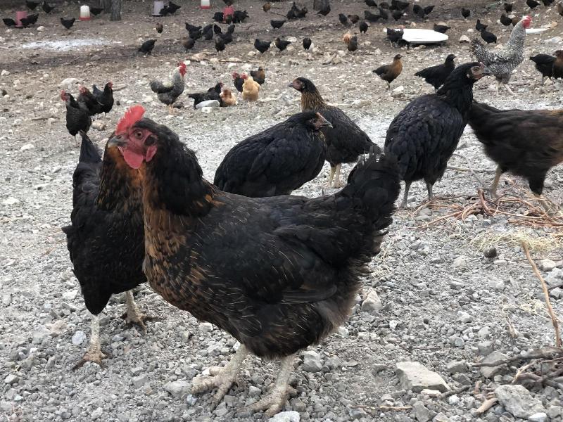 Durusu Ciftlik Evleri image