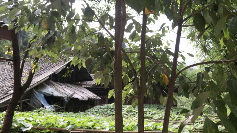 Qing Dynasty House, Leshan