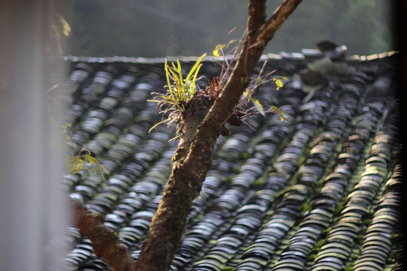 Qing Dynasty House