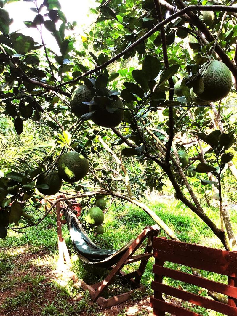 Ben Tre Farm Stay