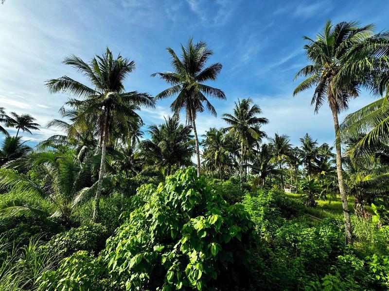 Casa Basa Siargao image