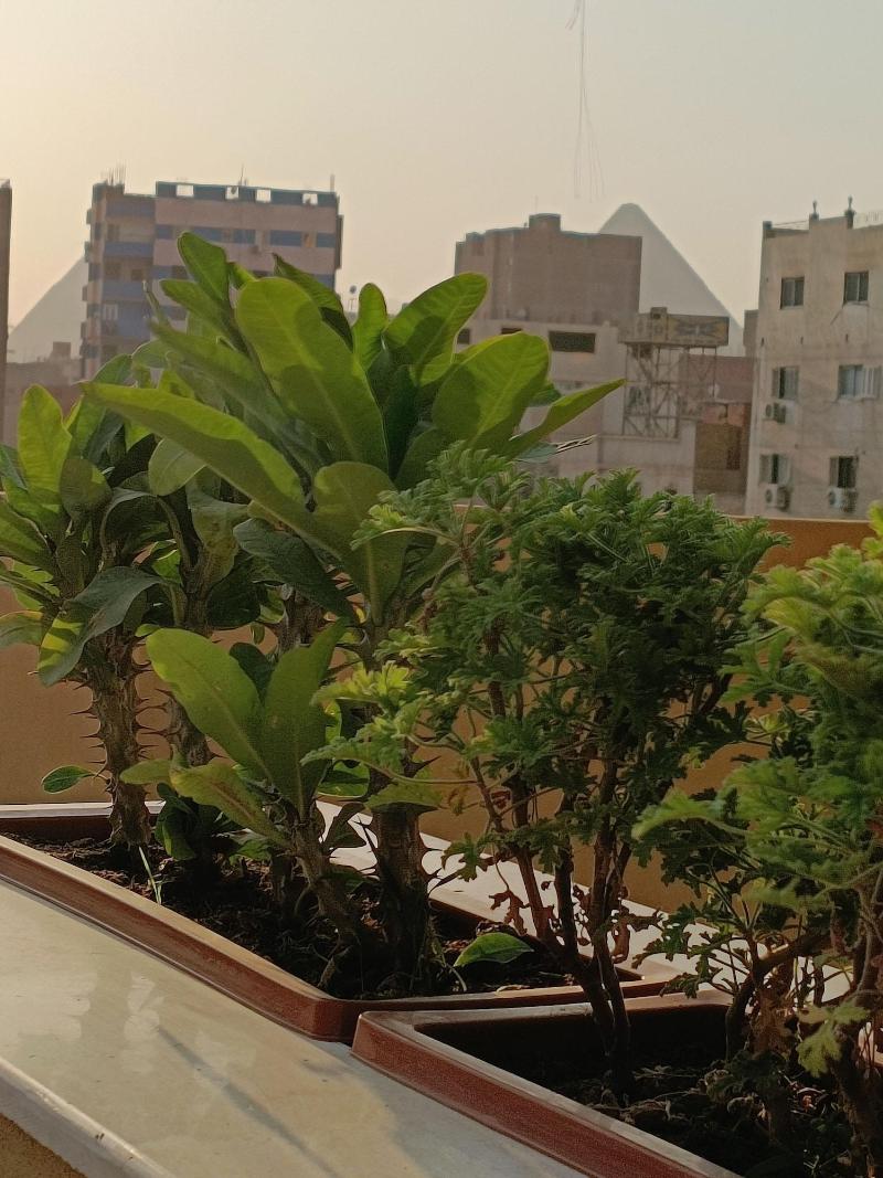 Discover Pyramids Inn image