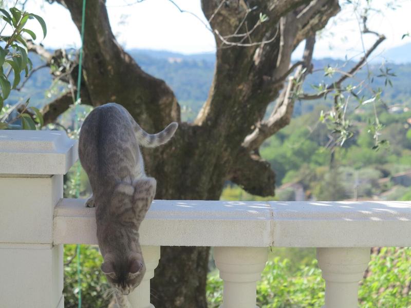 Les Petites Terrasses image