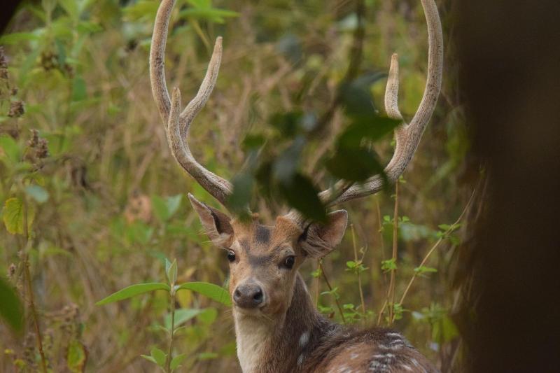 The Corbett Rajae Homestay image
