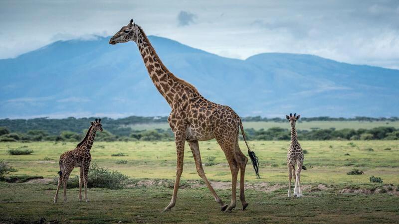 Voyage Camp Safari Lodge image