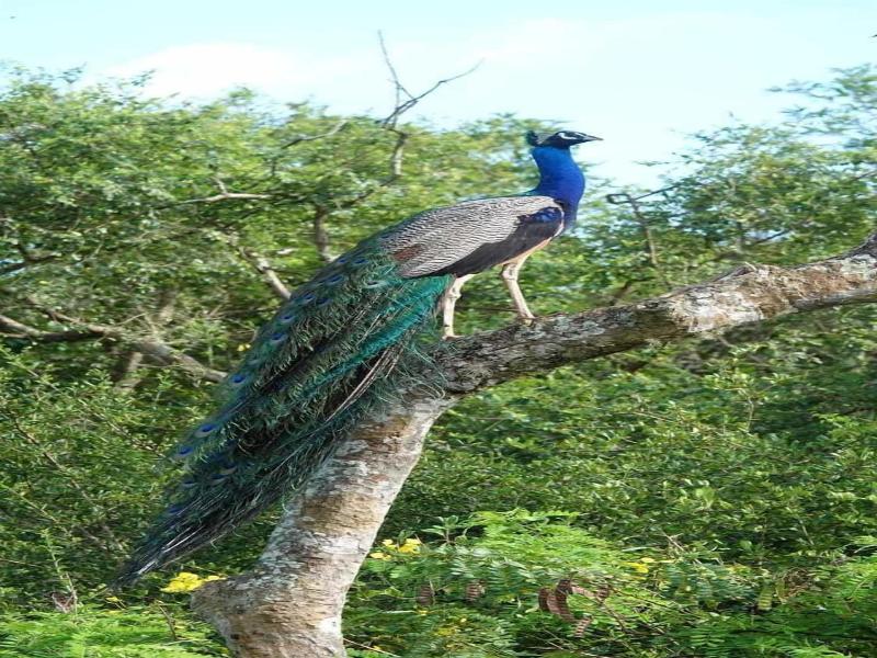 Tiara Elephant Lodge image