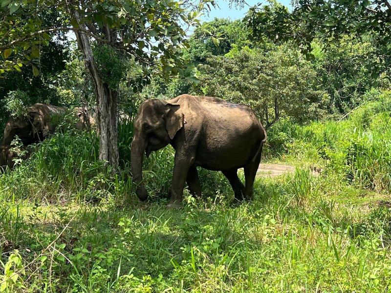 Tiara Elephant Lodge image