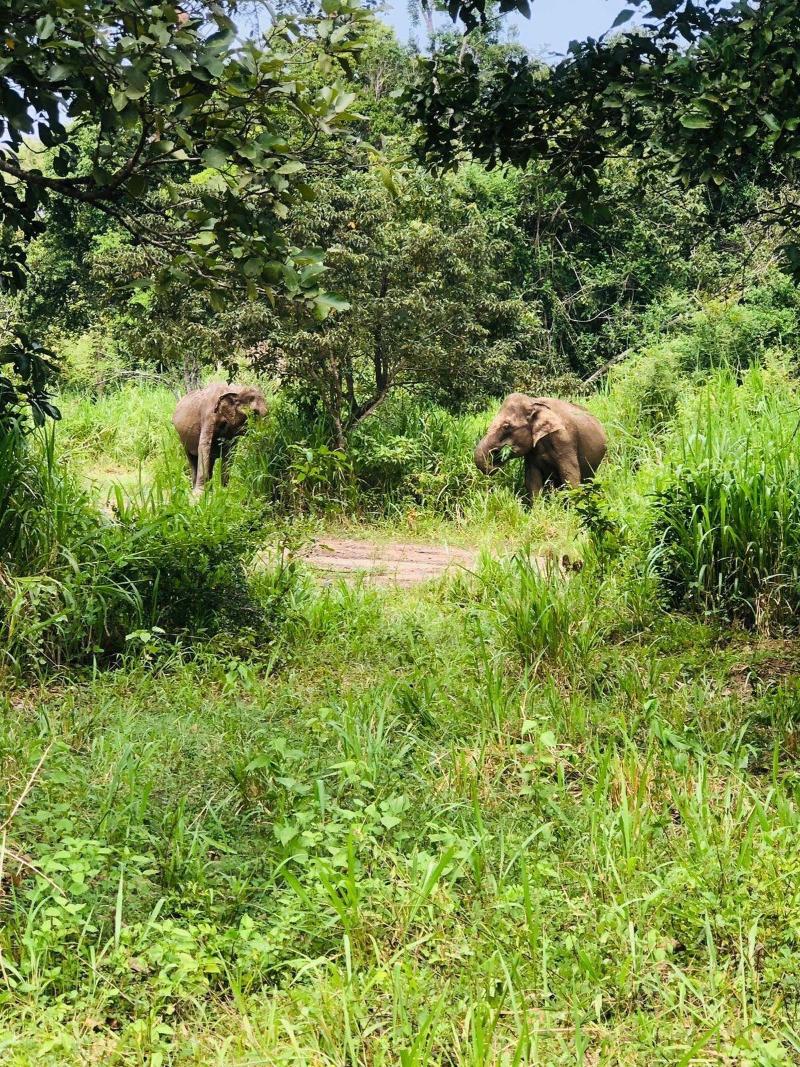 Tiara Elephant Lodge image