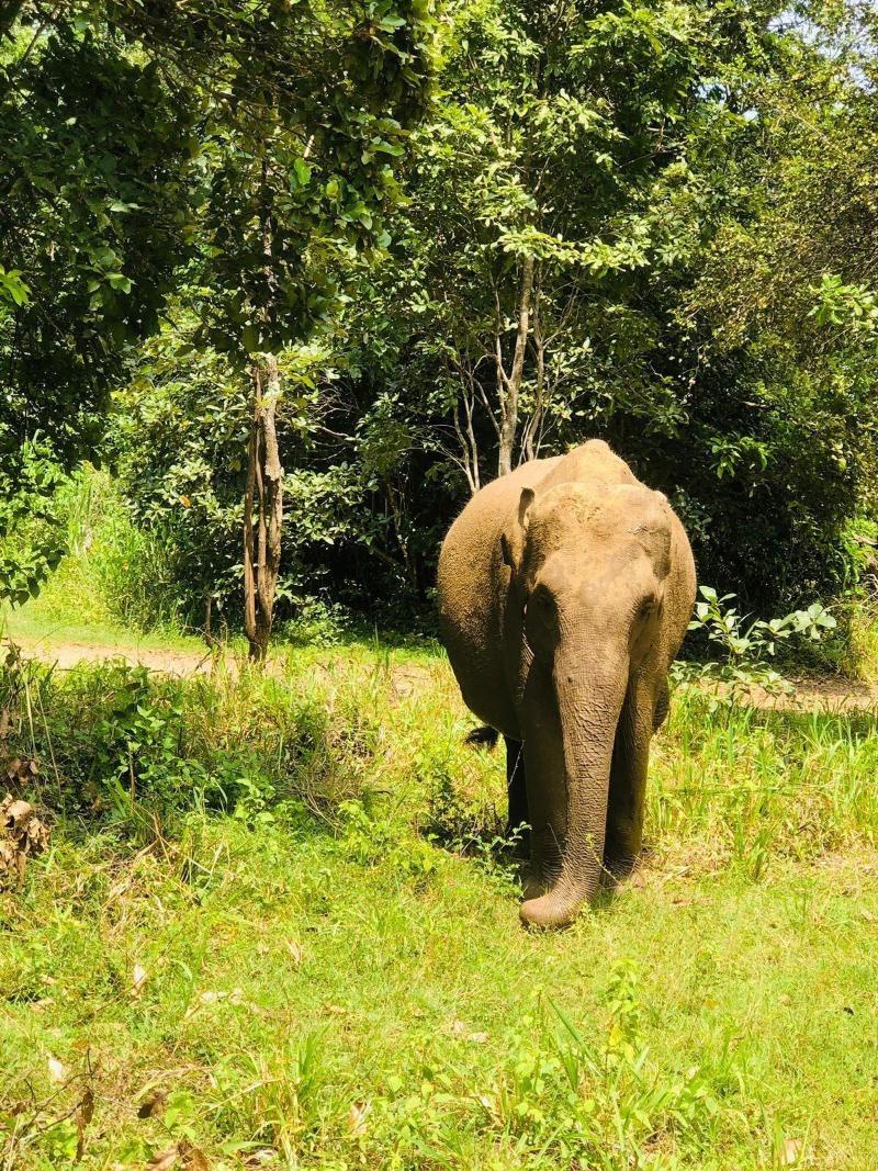 Tiara Elephant Lodge image