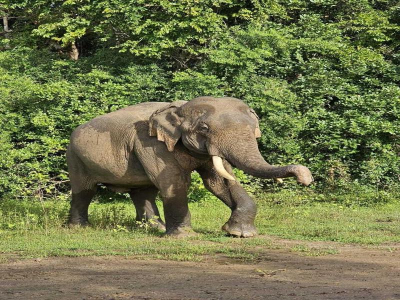Tiara Elephant Lodge image